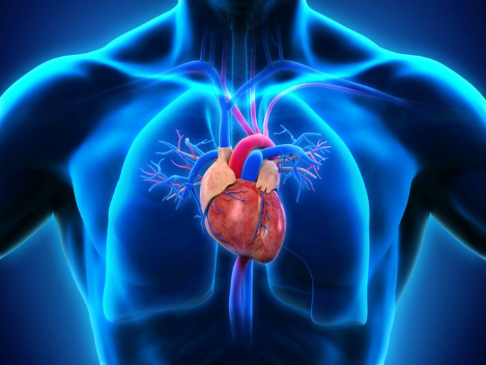El Corazon