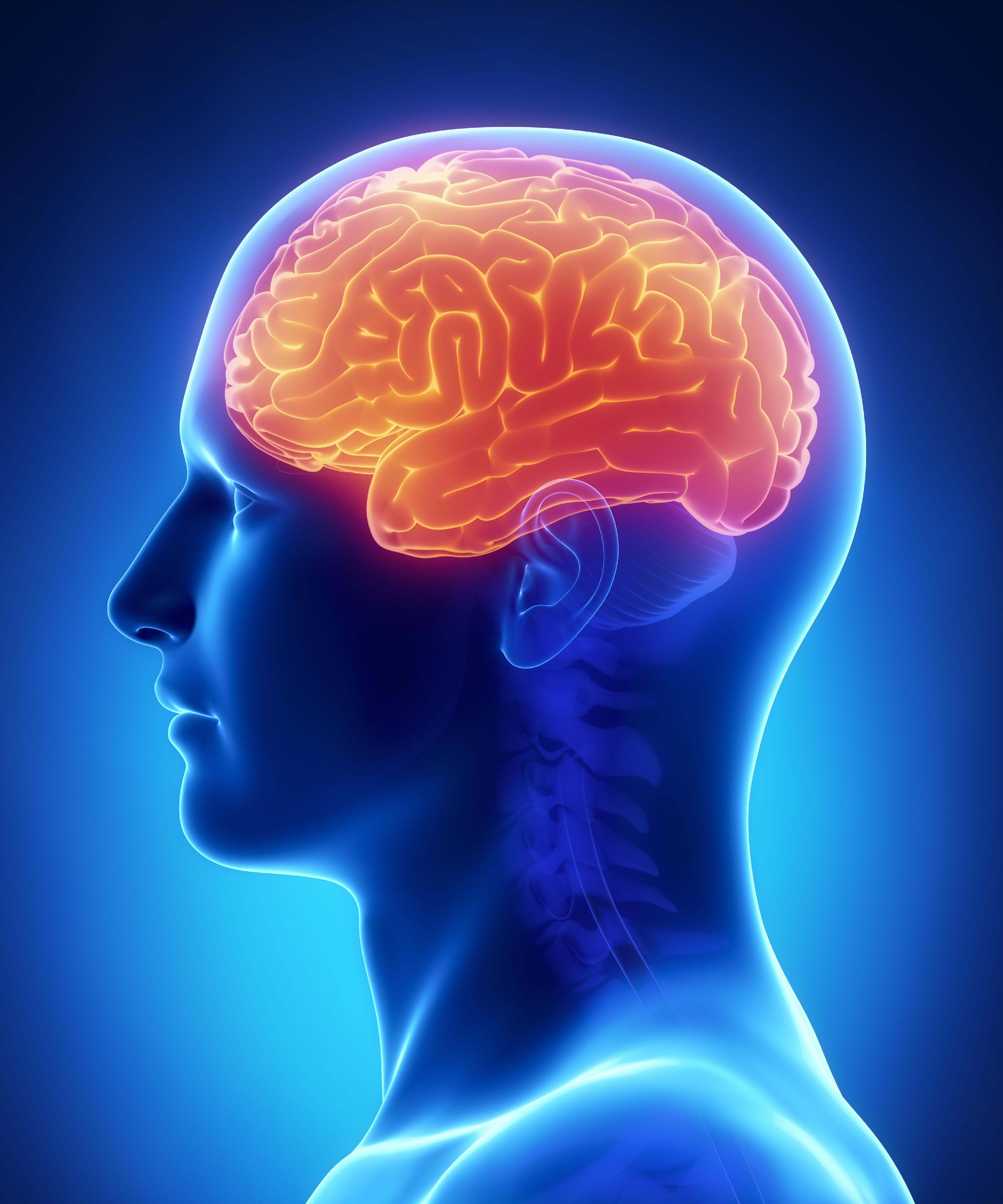 El Cerebro