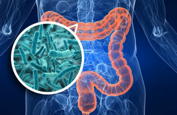La Microbiota