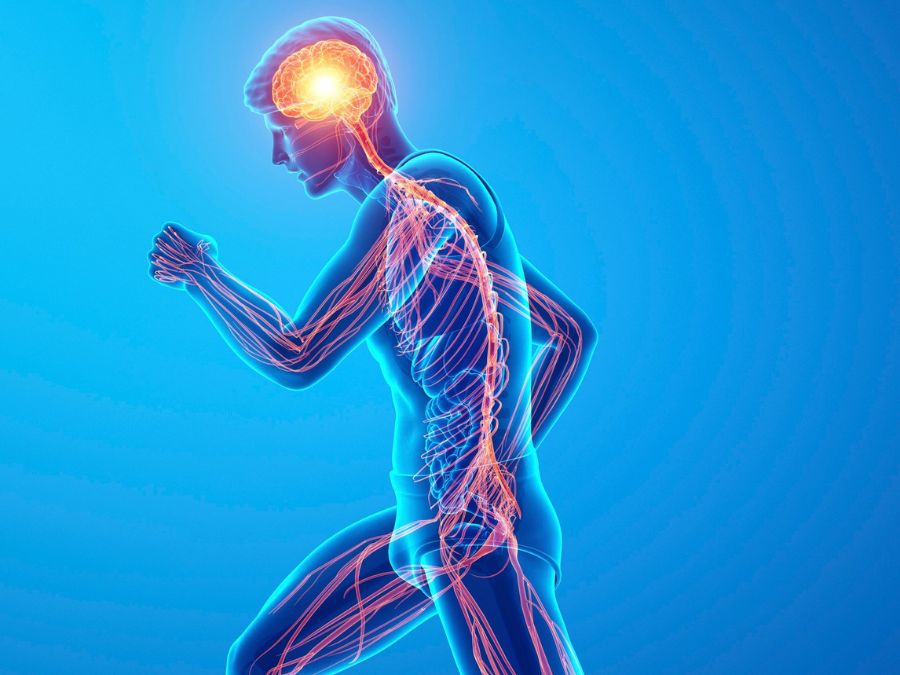 Nervios y Cerebro