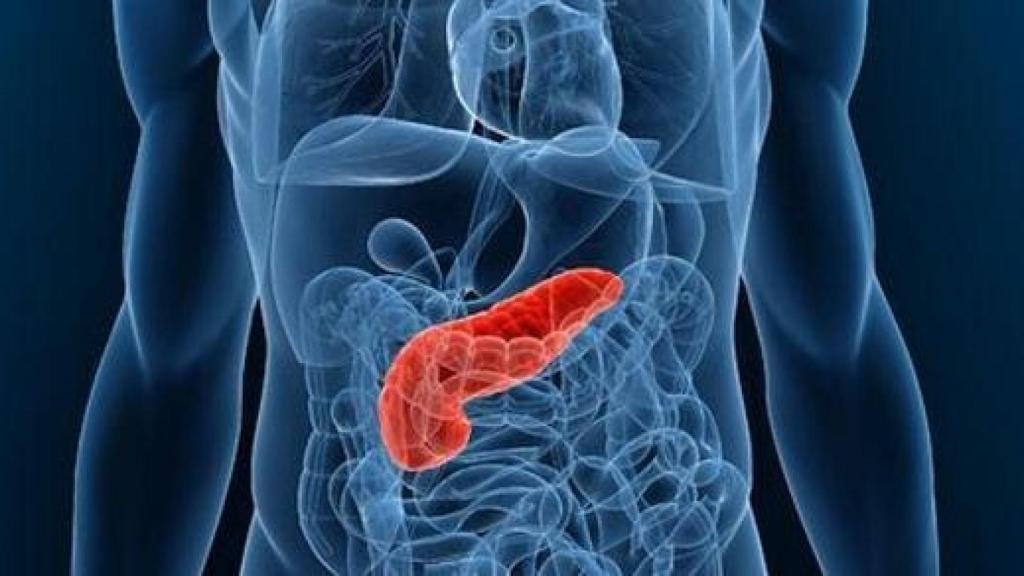El Pancreas