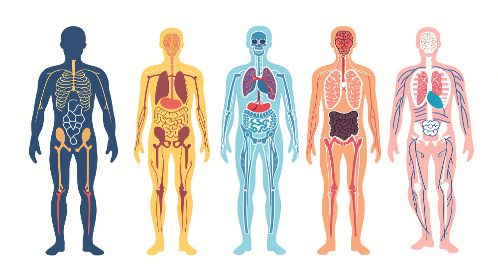 Cuerpo Humano